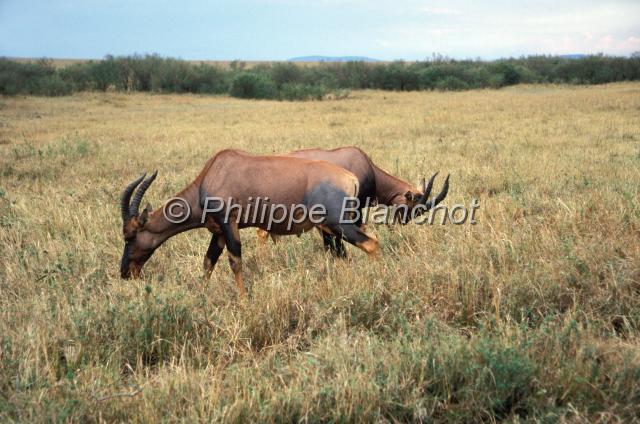 kenya 51.JPG - TopiDamaliscus korrigumRéserve de Masai MaraMasai Mara National ReserveKenya
